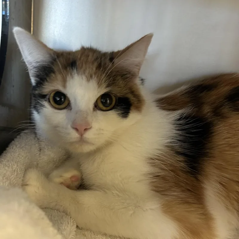 A young medium-sized female Calico Domestic Short Hair cat named Keekee for adoption in Park City, UT