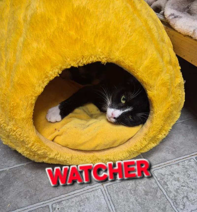 A baby medium-sized female Domestic Short Hair cat named Watcher for adoption in Rome, GA