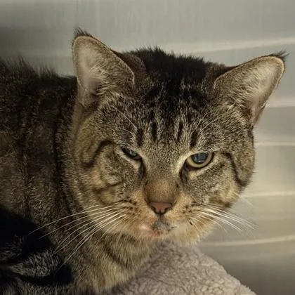 An adult medium-sized male Brown / Chocolate Domestic Short Hair cat named Laurie for adoption in Lansing, MI
