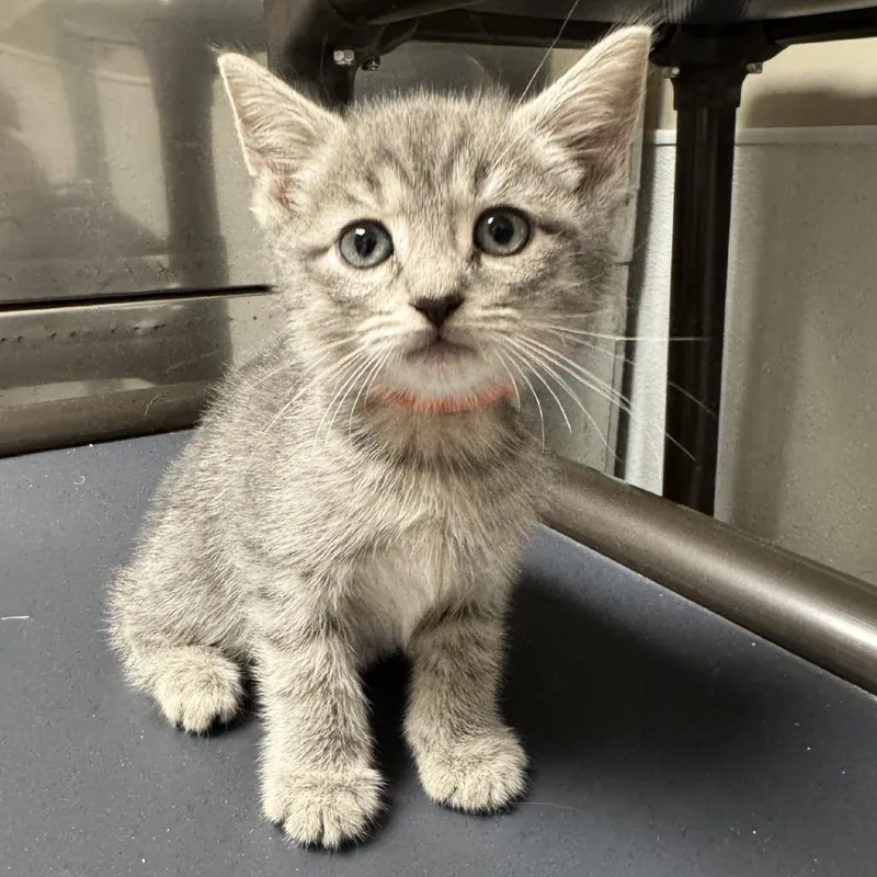 A baby small-sized male Gray / Blue / Silver Domestic Short Hair cat named Cosmo for adoption in Blue Ridge, GA
