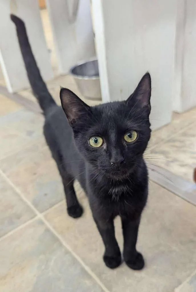 A young large-sized male Domestic Short Hair cat named Ziggy for adoption in Lavonia, GA
