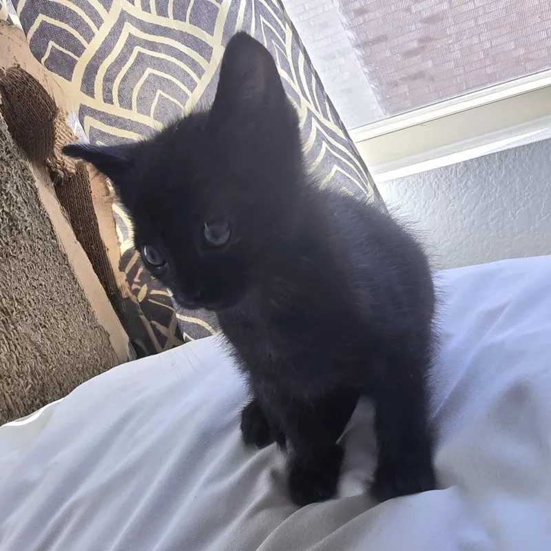 A baby small-sized male Black Domestic Short Hair cat named Jitterbug for adoption in Austin, TX