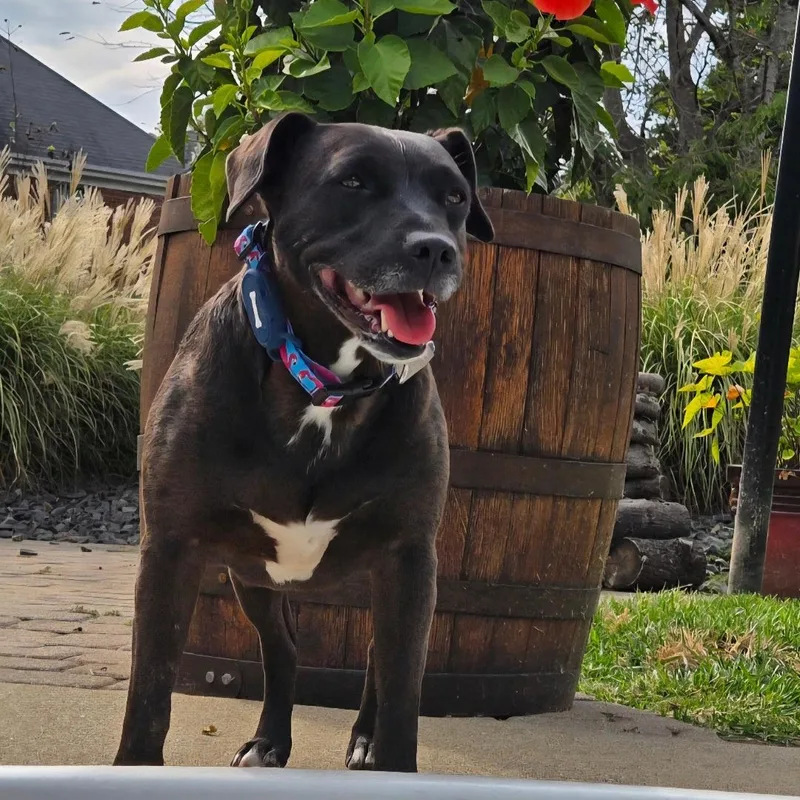 An adult medium-sized female Terrier dog named Cici for adoption in Scottsburg, IN