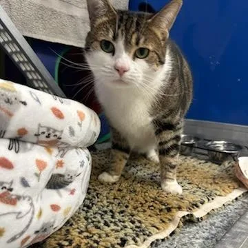 An adult medium-sized female Tabby (Brown / Chocolate) Domestic Short Hair cat named Simba for adoption in Manassas, VA