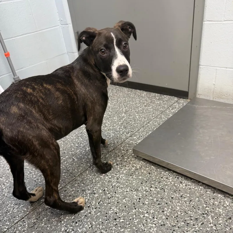 A young small-sized female Brindle Pit Bull Terrier dog named Princess for adoption in Parkersburg, WV