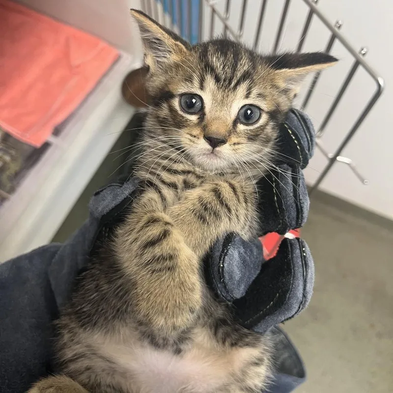 A baby small-sized male Brown / Chocolate Domestic Short Hair cat named 71107 for adoption in Harrisonburg, VA