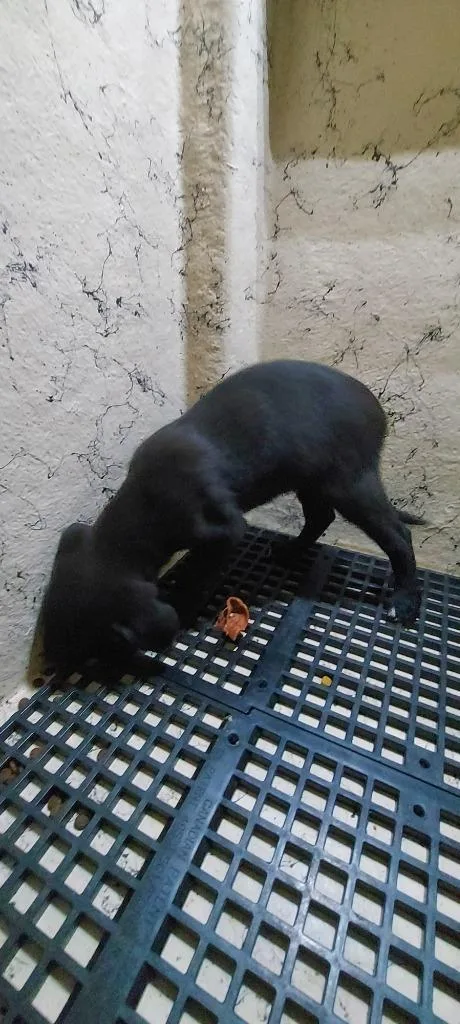 A baby medium-sized male Mixed Breed dog named Tim for adoption in Cartersville, GA