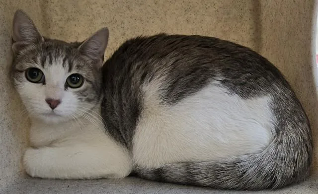 A young medium-sized female Domestic Short Hair cat named Gata for adoption in Lancaster, CA