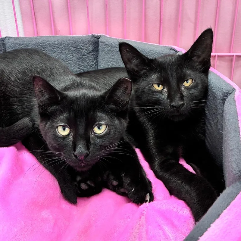 A baby small-sized male Black Domestic Short Hair cat named Popcorn Kernel for adoption in Dayton, OH
