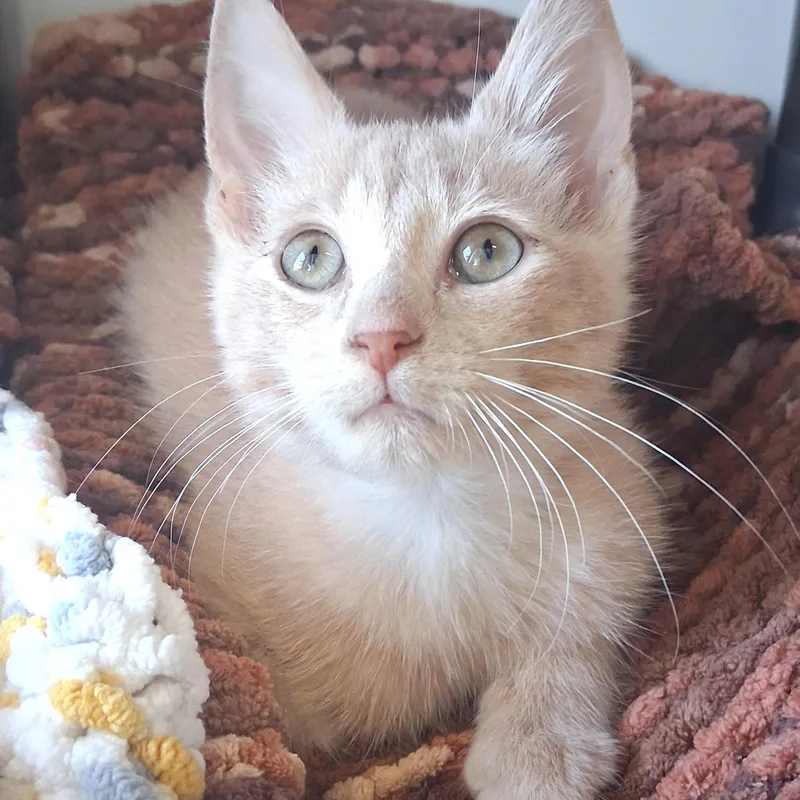 A young small-sized male Buff / Tan / Fawn Domestic Short Hair cat named Wayne for adoption in Belmont, NY