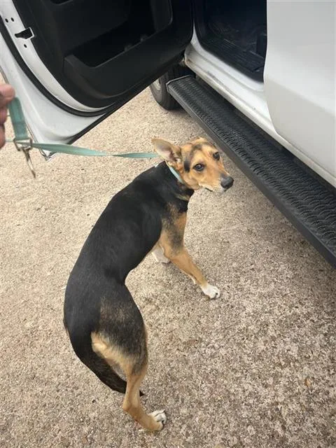 A young medium-sized male German Shepherd Dog dog named A for adoption in Houston, TX