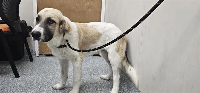 A young small-sized male Great Pyrenees dog named Fróði for adoption in Garland, TX
