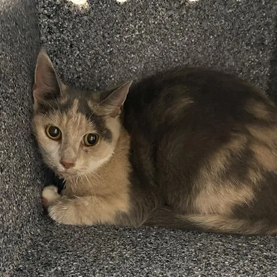 A young small-sized female Domestic Short Hair cat named Maiko for adoption in Indianapolis, IN