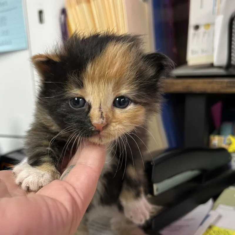 A baby small-sized female Calico Domestic Medium Hair cat named Granger for adoption in Pauls Valley, OK