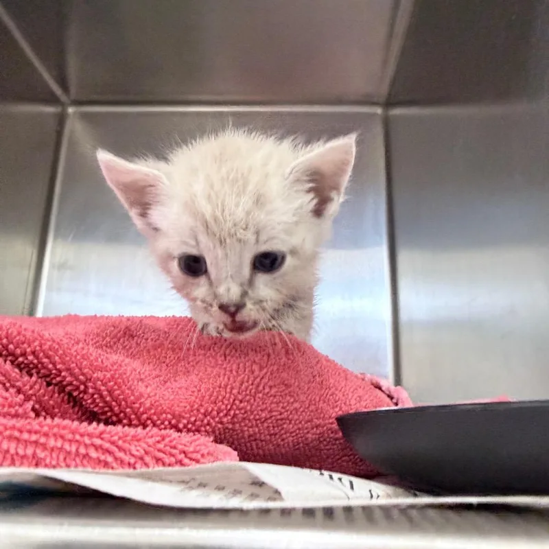 A baby small-sized male White Domestic Short Hair cat named Rune for adoption in Auburn, AL