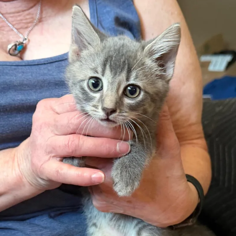 A baby small-sized female Gray / Blue / Silver Domestic Short Hair cat named Crash for adoption in Midland, TX