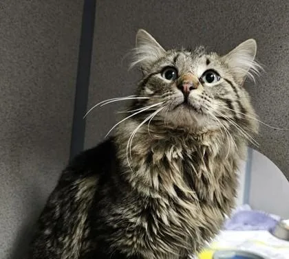 Mufasa