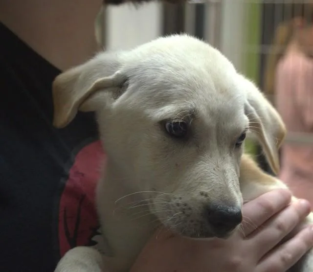 A baby large-sized male German Shepherd Dog dog named Champagne for adoption in Cookeville, TN