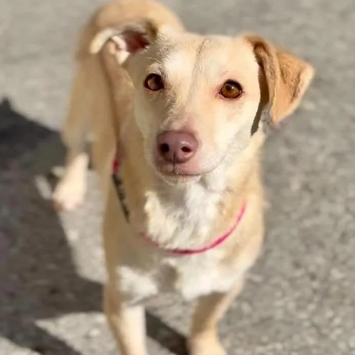 An adult small-sized female Yellow / Tan / Blond / Fawn Mixed Breed dog named Beatrix for adoption in Washington Township, OH
