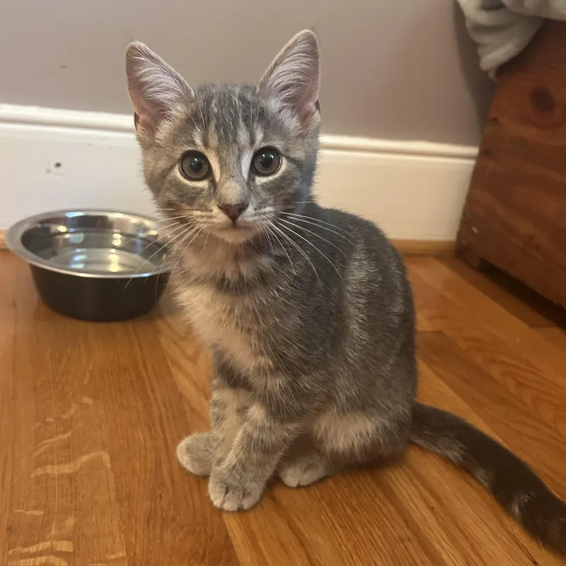 A baby small-sized female Tabby (Gray / Blue / Silver) Domestic Short Hair cat named Purple Rain for adoption in Richmond, VA