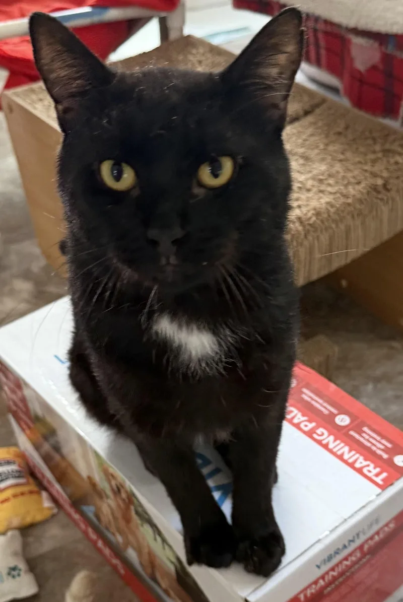 An adult medium-sized male Black Domestic Short Hair cat named Po for adoption in Fernandina Beach, FL