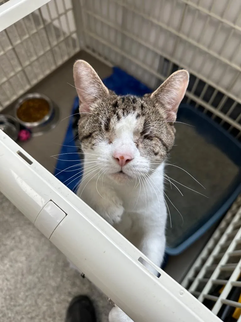 An adult small-sized female American Shorthair cat named Aruba for adoption in Van Wert, OH