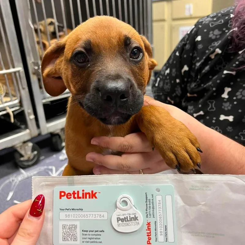 A baby small-sized male Yellow / Tan / Blond / Fawn Mixed Breed dog named Brady for adoption in Edwardsville, IL