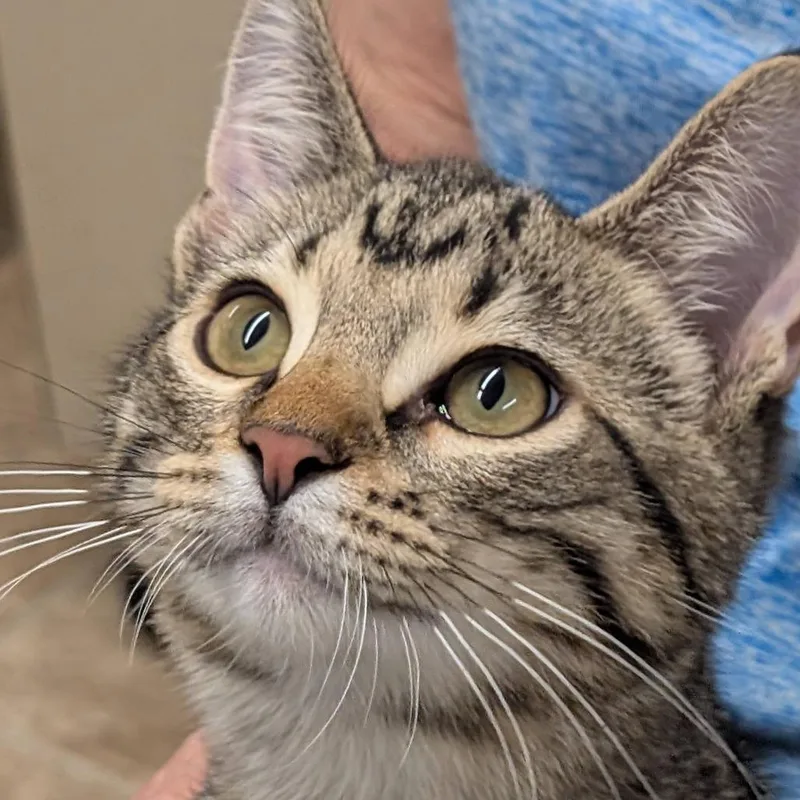 A baby small-sized male Brown / Chocolate Domestic Short Hair cat named George for adoption in Colorado Springs, CO
