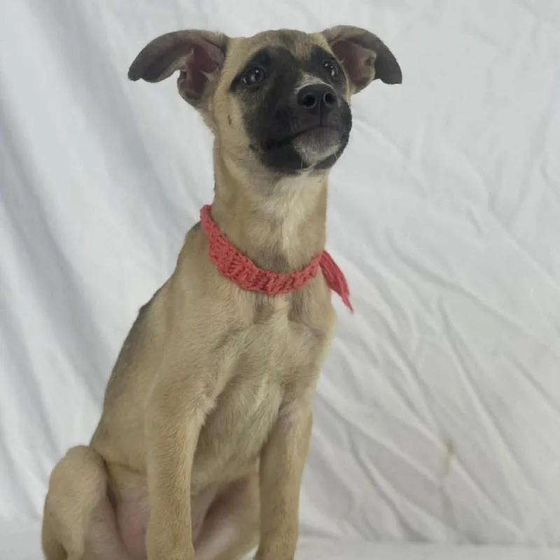 A baby medium-sized female Yellow / Tan / Blond / Fawn Labrador Retriever dog named Shivers  Local April for adoption in Brookshire, TX