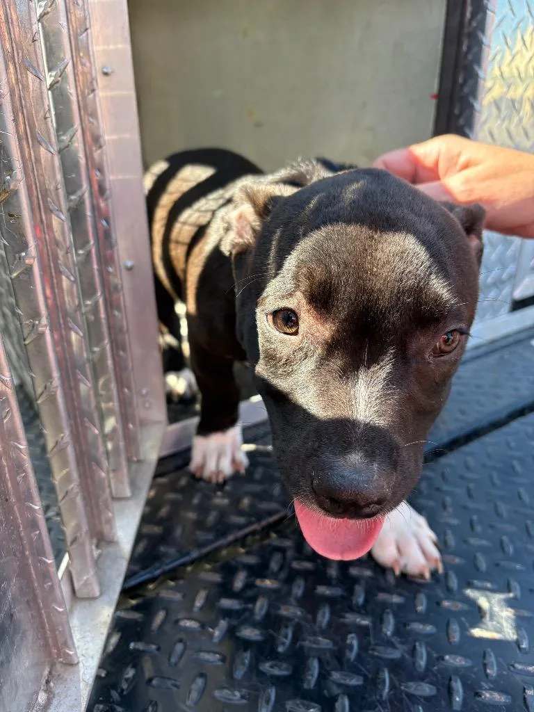 A baby medium-sized female Mixed Breed dog named May for adoption in Effingham, SC