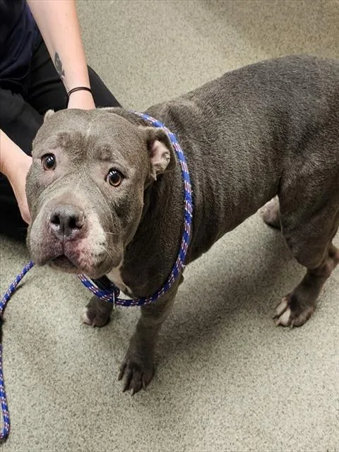 An adult medium-sized female Pit Bull Terrier dog named Quinn for adoption in Huntsville, AL