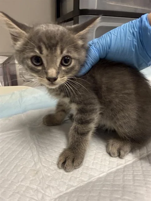 A baby small-sized male Domestic Short Hair cat named Mike for adoption in Baytown, TX