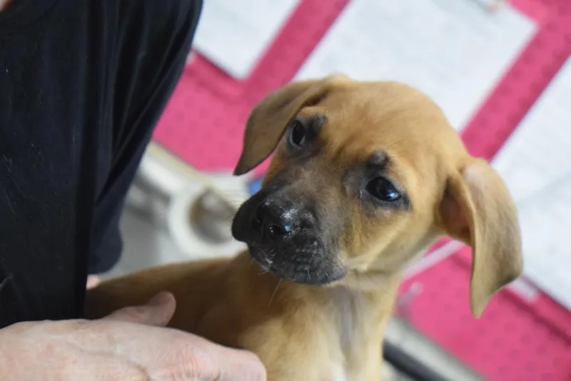 A baby small-sized male Labrador Retriever dog named Skip for adoption in Pahrump, NV