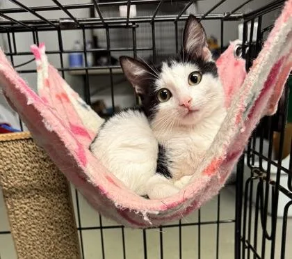 An adult small-sized male Domestic Short Hair cat named Lancelot for adoption in Saint Anne, IL