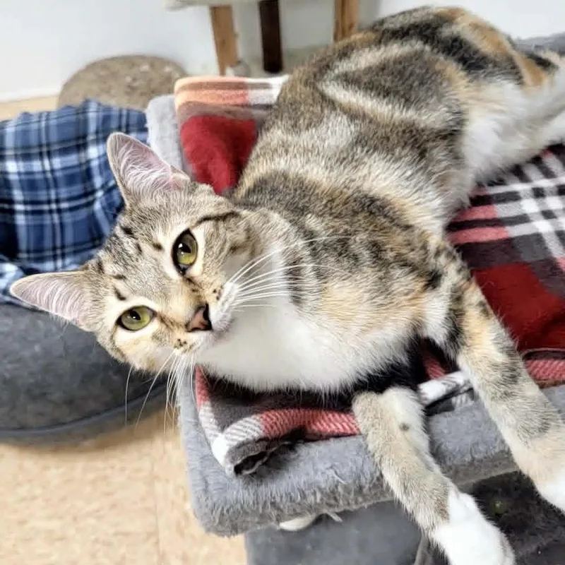 An adult medium-sized female Tabby (Brown / Chocolate) Domestic Short Hair cat named Daisy for adoption in Rushville, IL