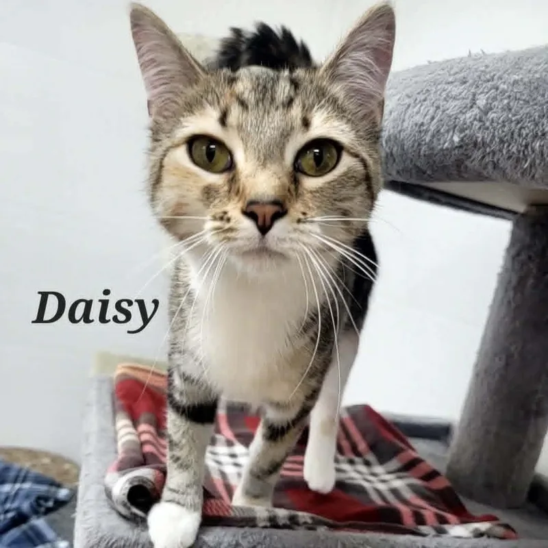 Daisy thumbnail 2