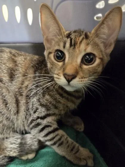 A baby small-sized female Domestic Short Hair cat named Cuddles for adoption in Honolulu, HI