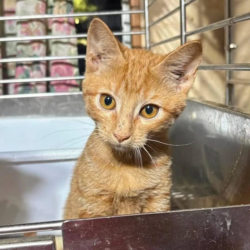 A baby medium-sized male Tabby (Orange / Red) Domestic Short Hair cat named Aladdin for adoption in Caldwell, TX