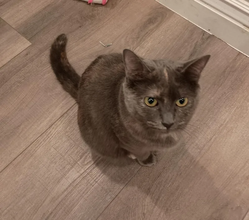 A young medium-sized female Domestic Short Hair cat named Marbles for adoption in Salt Lake City, UT