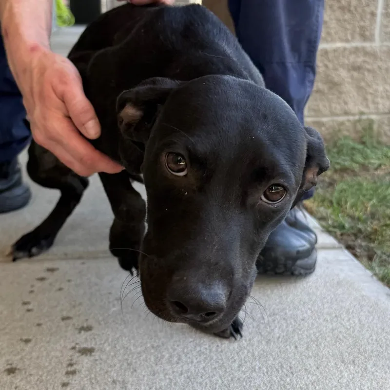 A baby medium-sized male Black Labrador Retriever dog named Ponyboy for adoption in Jacksonville, AR