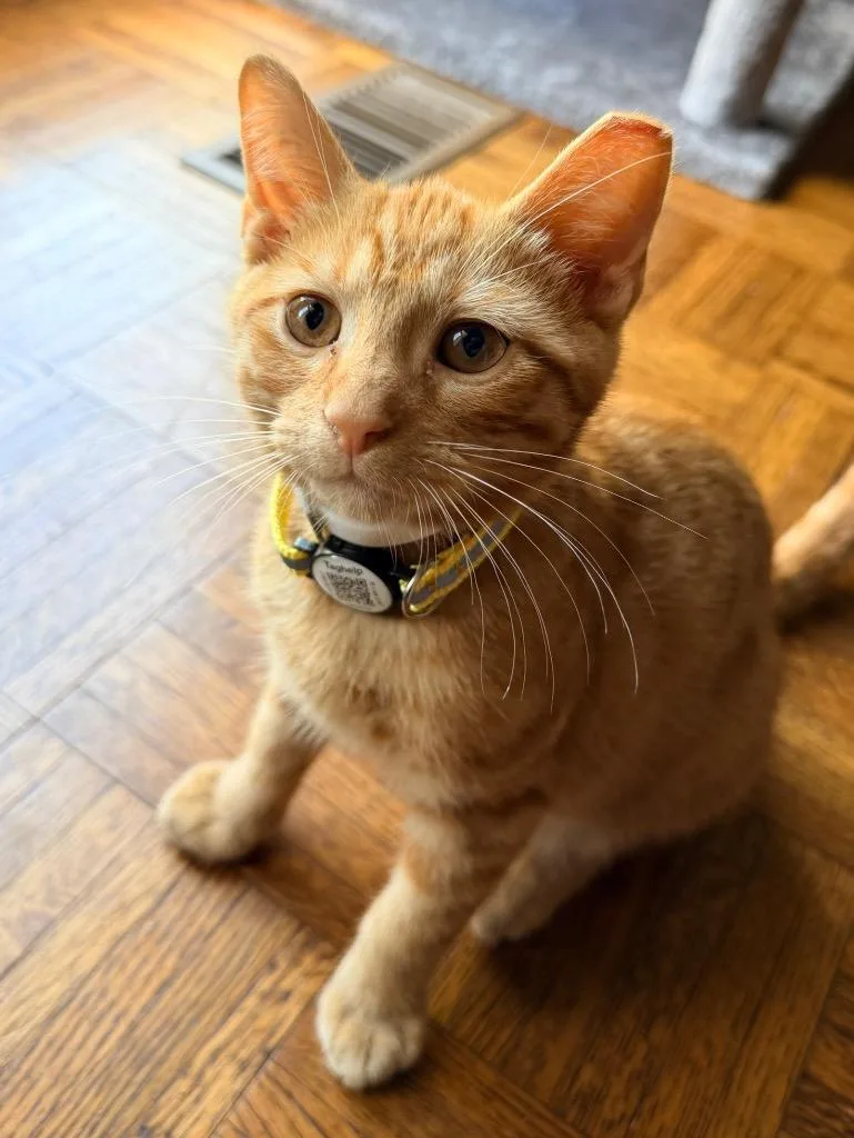 A baby large-sized male Domestic Short Hair cat named Sunny for adoption in Dalton, GA