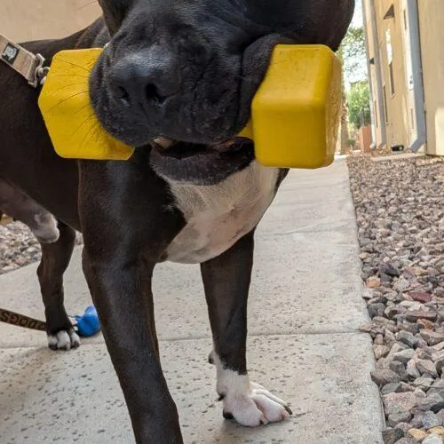 A baby medium-sized male Black Pit Bull Terrier dog named Teddy for adoption in Glendale, AZ