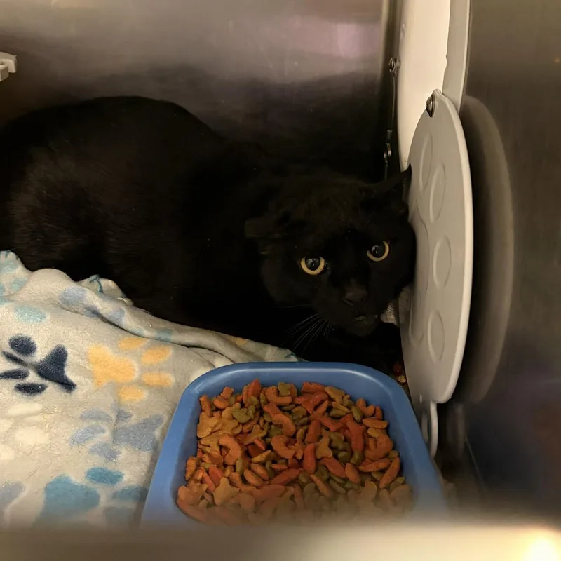 An adult medium-sized female Black Domestic Short Hair cat named Emboar for adoption in Franklin, NC