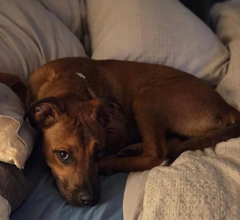 An adult medium-sized female Mixed Breed dog named Rosie for adoption in Monticello, MN
