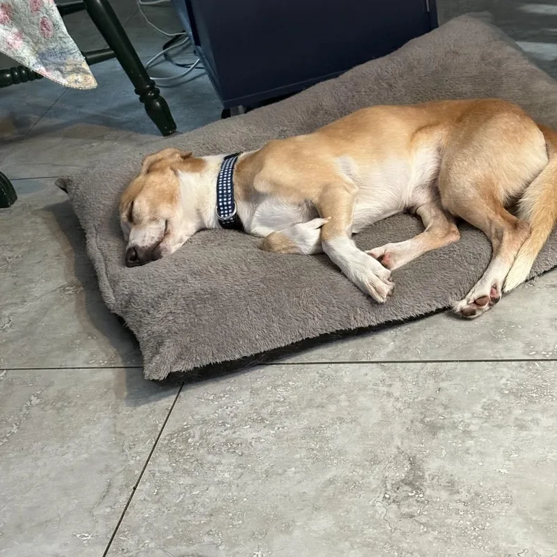 An adult medium-sized male Black Mixed Breed dog named Benny for adoption in Naples, FL