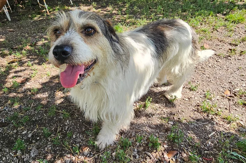 An adult medium-sized male Bicolor Wirehaired Terrier dog named Max for adoption in Lexington, KY