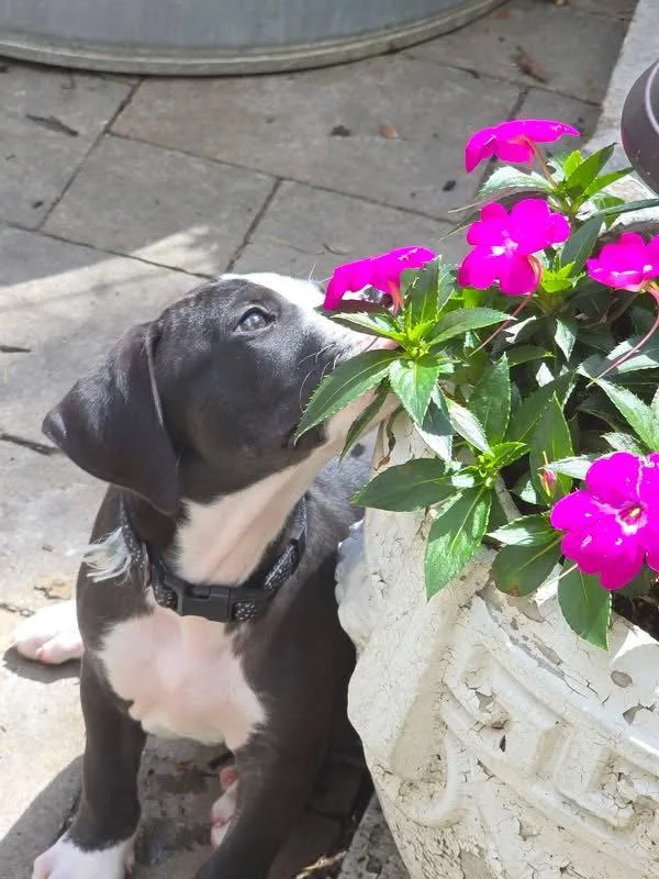 A baby medium-sized female Pit Bull Terrier dog named Zinnia Bloom for adoption in Germantown, OH