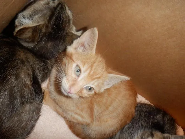 A baby small-sized female Domestic Short Hair cat named Caramel for adoption in San Jose, CA