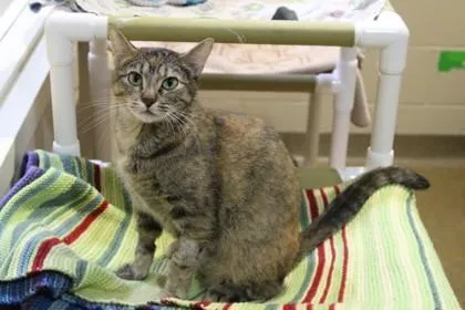 An adult medium-sized female Domestic Short Hair cat named Venus for adoption in Kansas City, MO