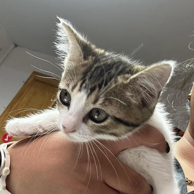 A baby small-sized female Brown / Chocolate Domestic Short Hair cat named Givenchy for adoption in Leander, TX